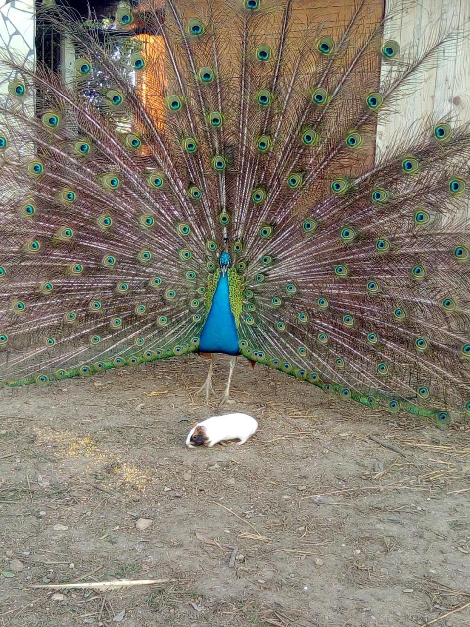 タルクイーニア Il Vivaioヴィラ エクステリア 写真